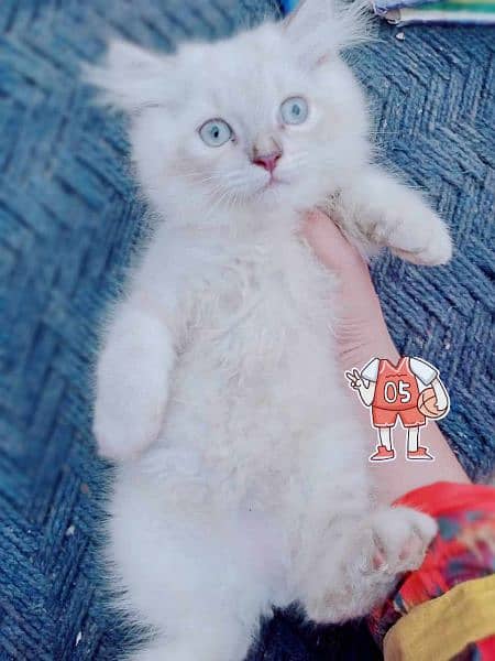 Persian triple coat male kitten 4