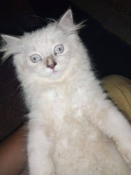 Persian triple coat male kitten 5