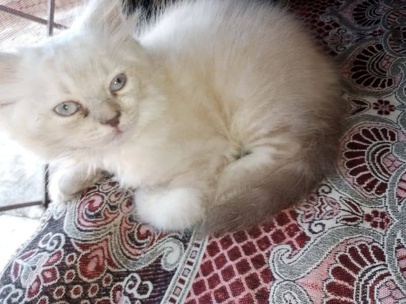 Persian triple coat male kitten 6