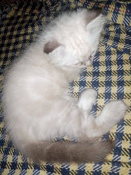 Persian triple coat male kitten 7