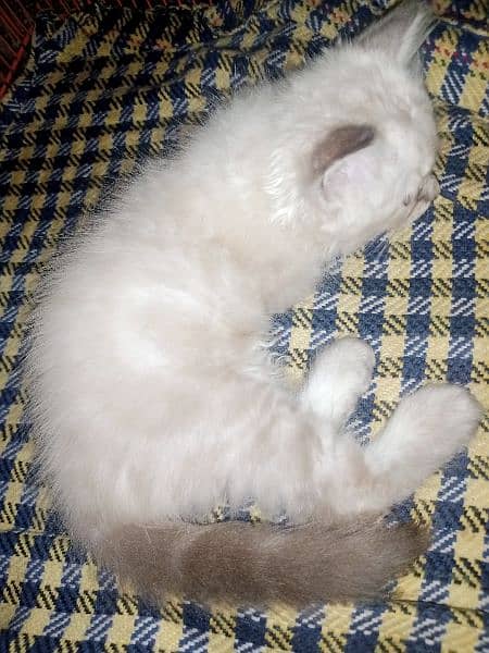 Persian triple coat male kitten 8