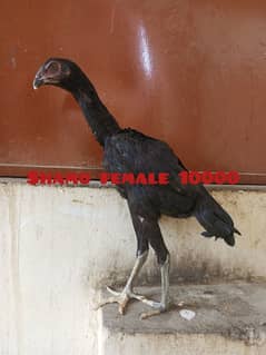 shamo female & chicks