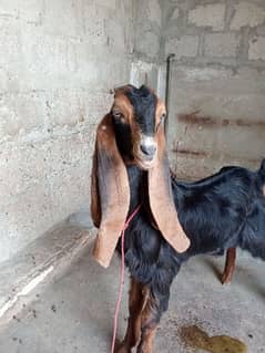 selling male goat