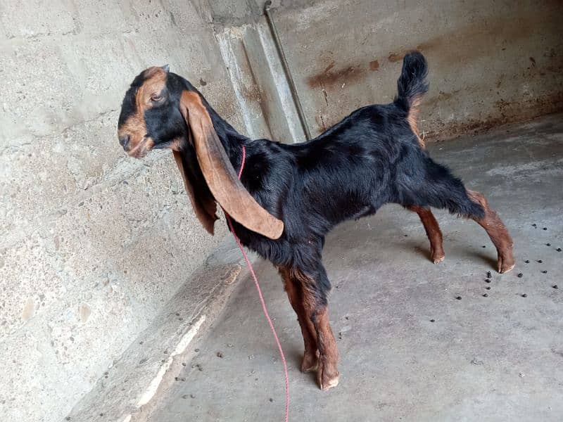 selling male goat 1