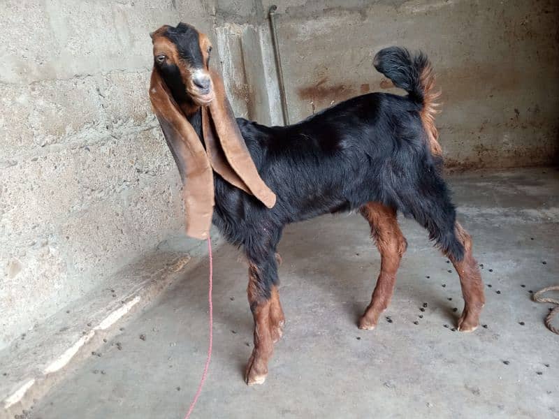 selling male goat 2