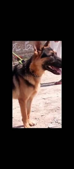 Alsatian dog