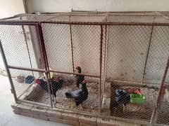 big cage full heavy weight for sale