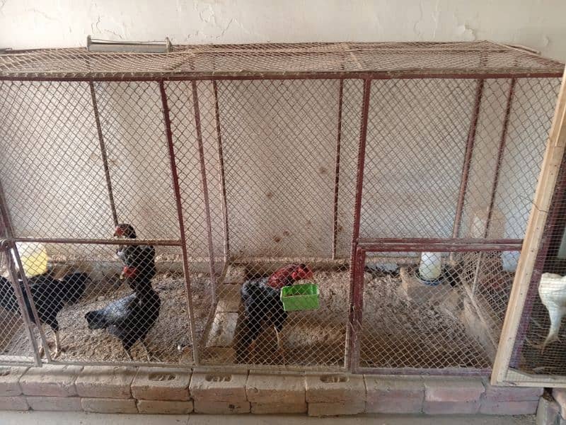 big cage full heavy weight for sale 1