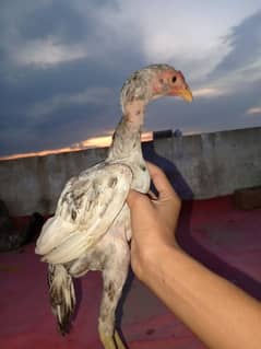 aseel chick for sale