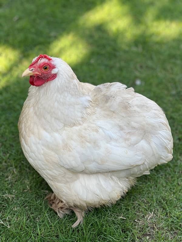 Fansi Hens paired #fansi hens#hen#fansii hen#white hen#white han paire 1