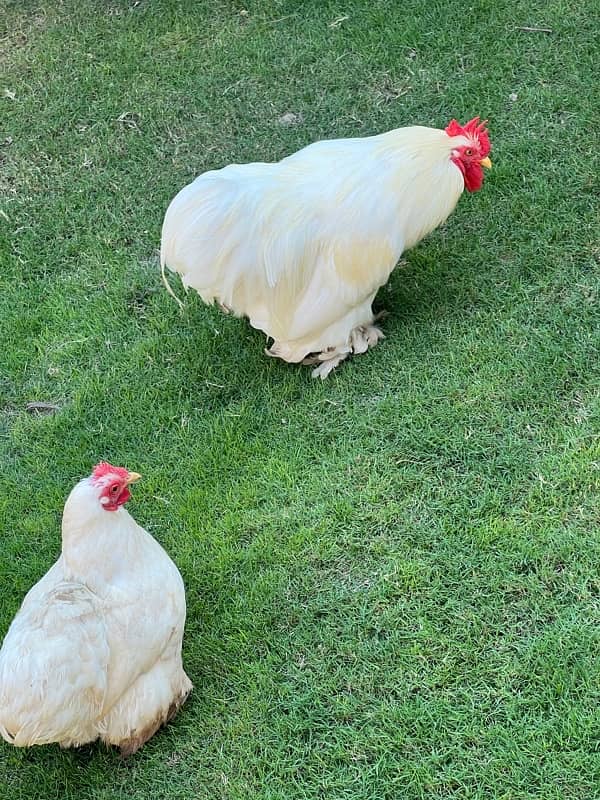 Fansi Hens paired #fansi hens#hen#fansii hen#white hen#white han paire 3