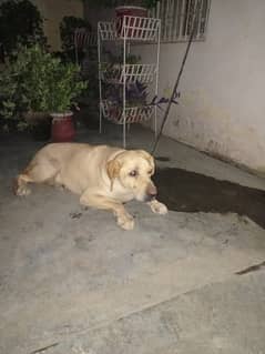 Labrador female urgent sell