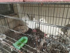 Indian fantail lakka for sale