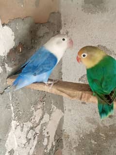 ergent sale love birds 03335261458