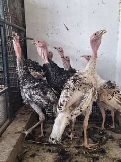 Turkey Birds Ready to breed