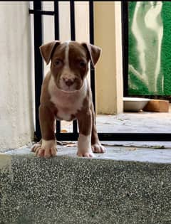 pitbull puppies