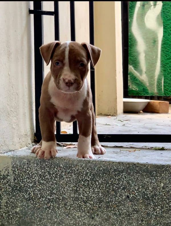 pitbull puppies 0