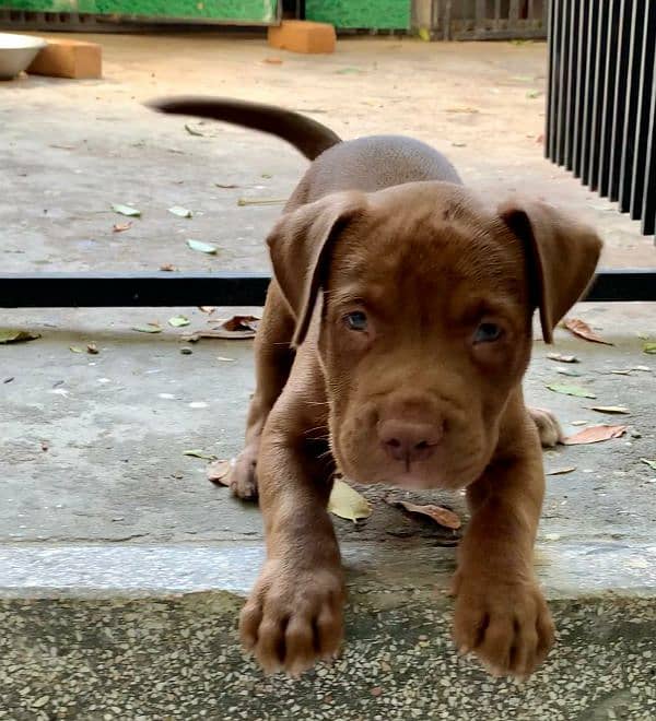 pitbull puppies 1