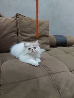 peki male kitten for sale