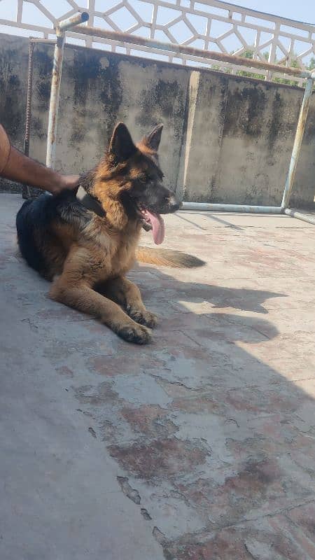 long coat GSD 1