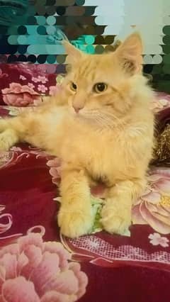 Persian ginger fluffy male very beautiful color and very fluffy hairs