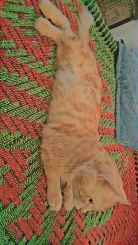 Persian ginger fluffy male very beautiful color and very fluffy hairs 2