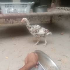 Aseel Hen for sale pure mianwali