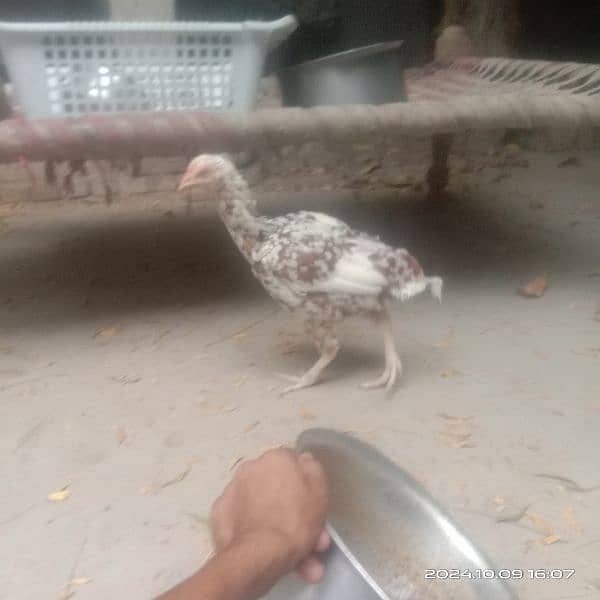 Aseel Hen for sale pure mianwali 0