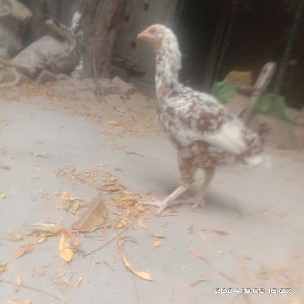 Aseel Hen for sale pure mianwali 1