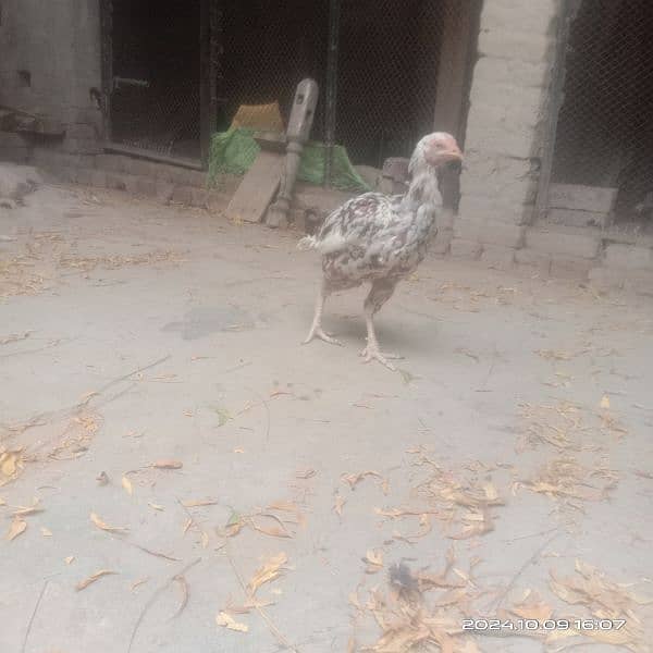 Aseel Hen for sale pure mianwali 2