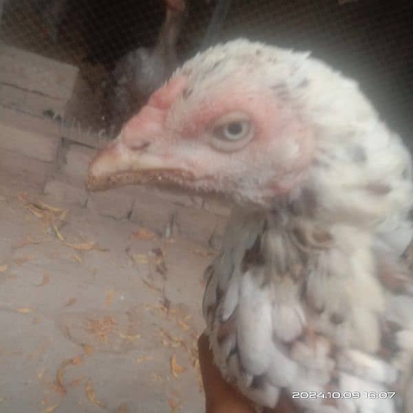 Aseel Hen for sale pure mianwali 3