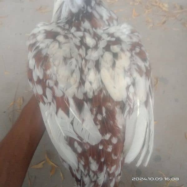 Aseel Hen for sale pure mianwali 6