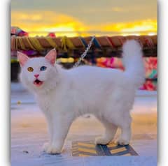 Persian cat / cute Cats /cat / Adult cats / cat for sale / punch face