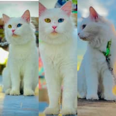 Persian cat / cute Cats /cat / Adult cats / cat for sale / punch face