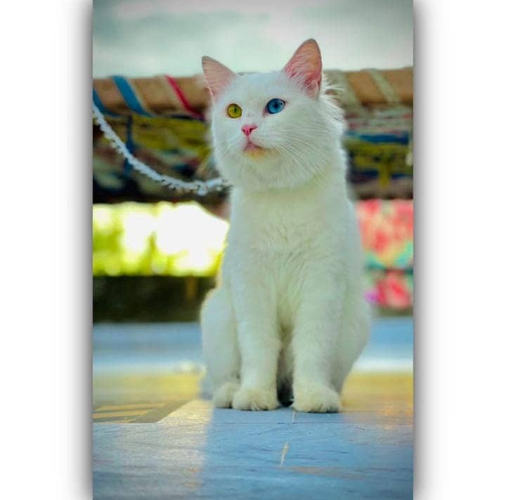 Persian cat / cute Cats /cat / Adult cats / cat for sale / punch face 2