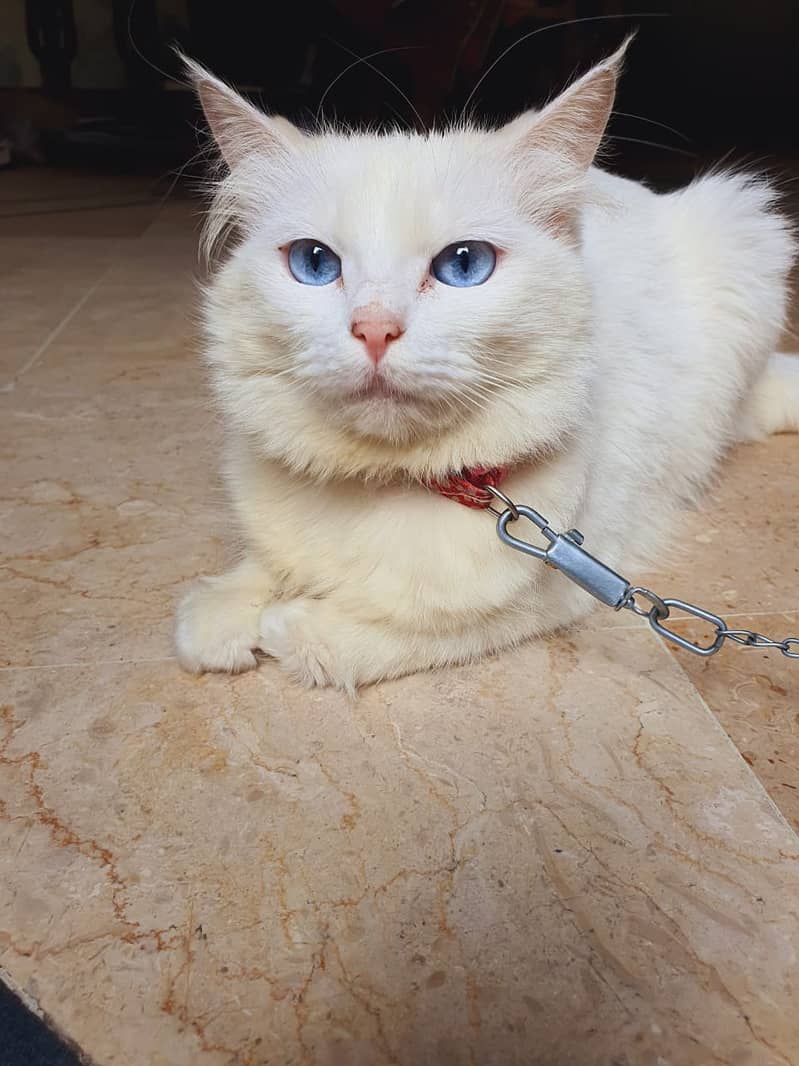 Persian cat / cute Cats /cat / Adult cats / cat for sale / punch face 7