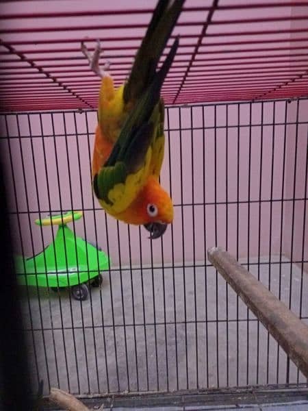 Sun Conure 5 Piece 2