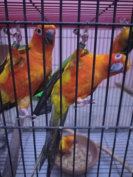 Sun Conure 5 Piece 3