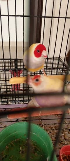 gouldian finches with banglies