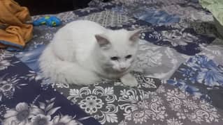 3+ months persian cat for sale