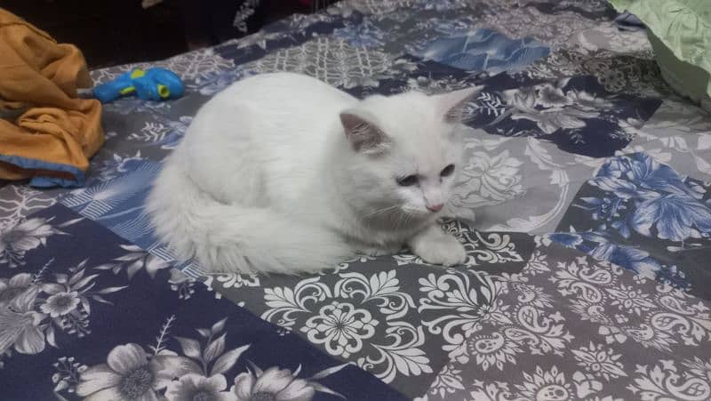 3+ months persian cat for sale 1