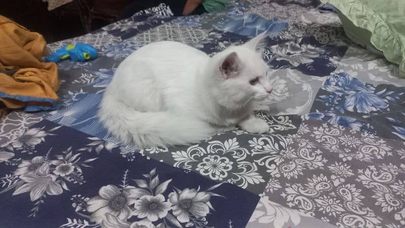 3+ months persian cat for sale 2