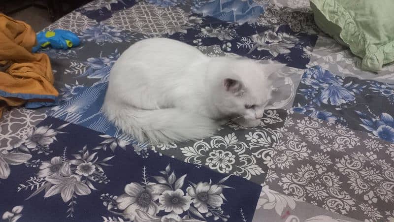 3+ months persian cat for sale 3