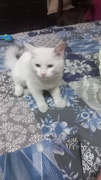 3+ months persian cat for sale 4