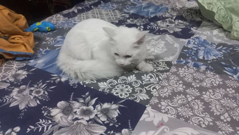 3+ months persian cat for sale 5