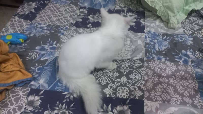 3+ months persian cat for sale 6