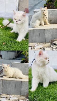 persian female breeder cat