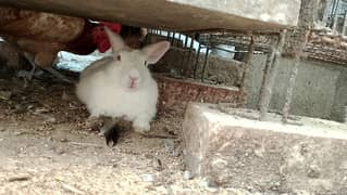 rabbits breeder pairs available for sale