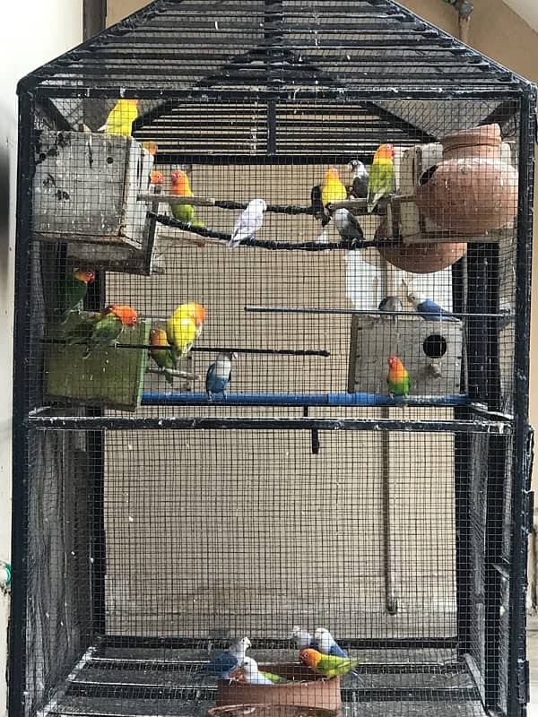 Lovebirds Confirm Breeders with Cage 0