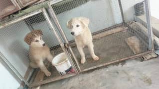 husky puppy White